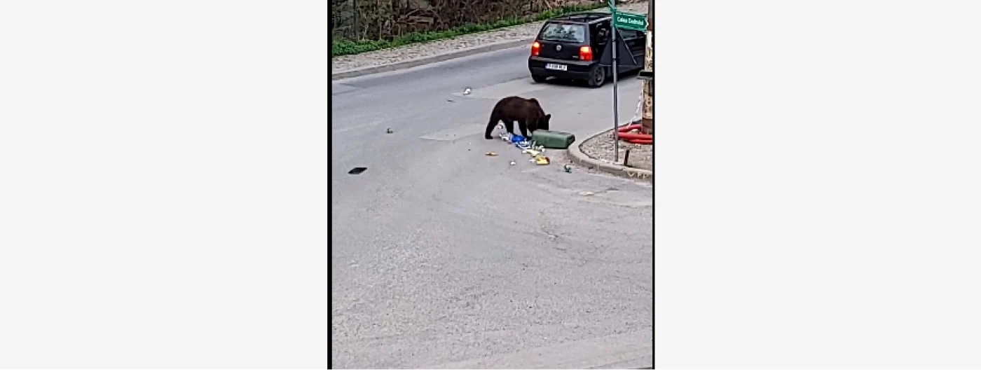Ursul înfometat, căutând prin gunoaie. Sursă: captură video Facebook