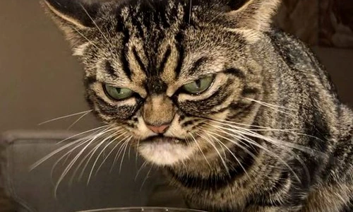 1 pisicakitzia jpg jpeg