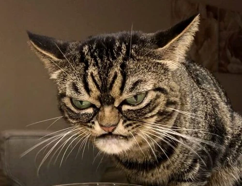 1 pisicakitzia jpg jpeg