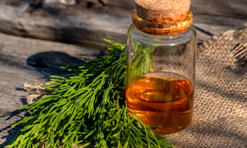 coada calului shutterstock 1927992701 jpeg