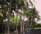 Raluca Lazarut Horatiu Boeriu vacanta Hawaii (4) jpeg