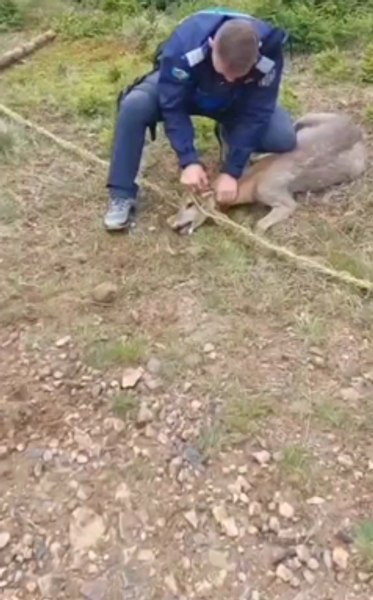 Intervenție emoționantă. O căprioară prinsă într-o plasă a fost salvată de jandarmii montani