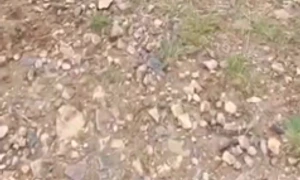 WhatsApp Video 2025 05 22 at 16 26 34 mp4 thumbnail png