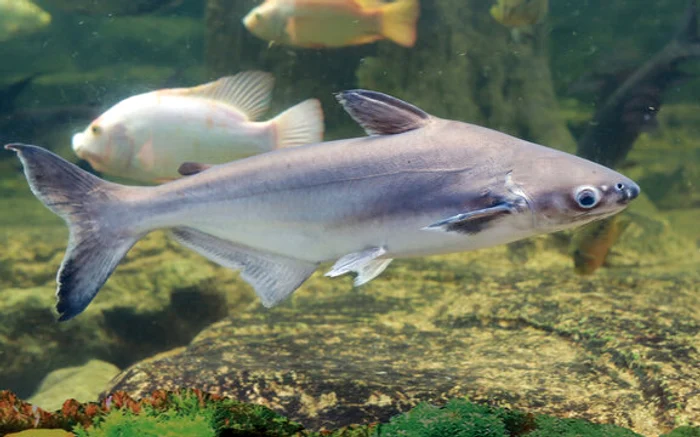 Pangasius este originar din Vietnam / foto: Adobe Stock