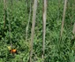 legume 3