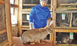 i16 1 5col crescator jpeg