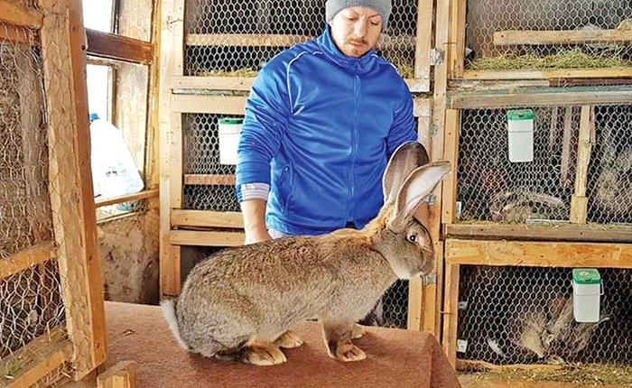 
    Un exemplar de 10 kg se vinde şi cu 500 de leiFoto: Facebook/ Iepuri Uriasi Alin Podar  