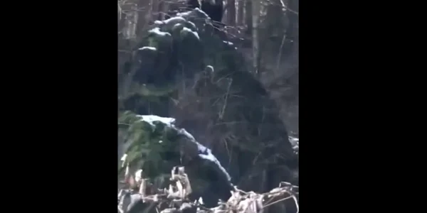 urs Suceava FOTO captura video Romsilva webp