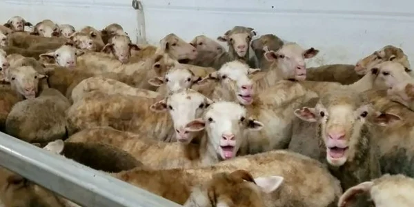 export ovine FOTO Animals International