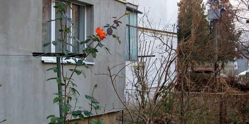 Au înflorit trandafirii