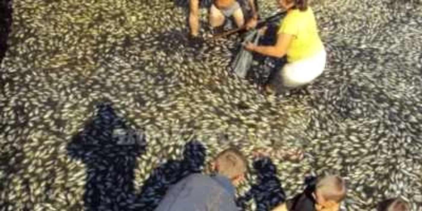 Oamenii prind peştele mort pentru a-l consuma. Foto: bzi.ro