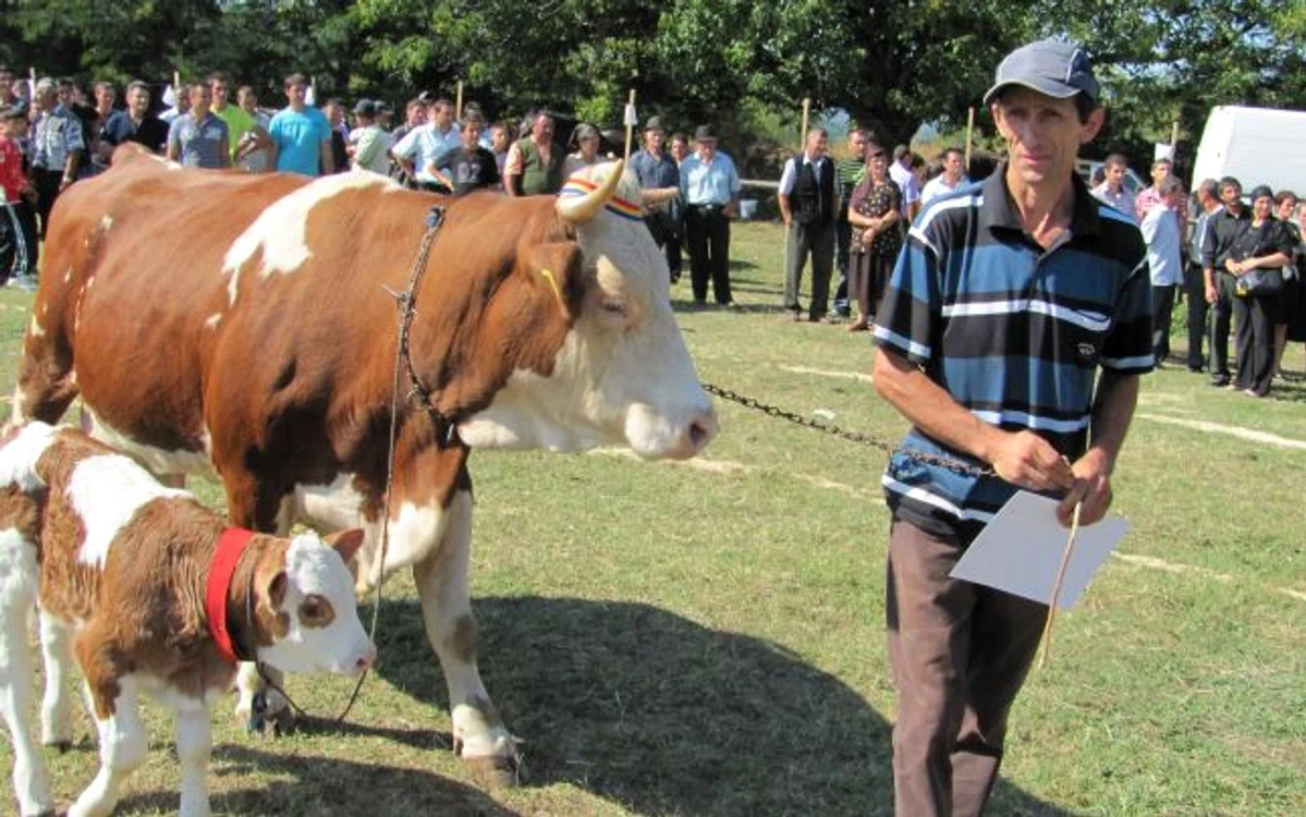 Cea mai frumoasă vacă va fi premiată
