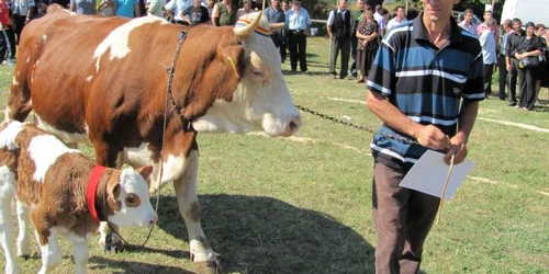 Cea mai frumoasă vacă va fi premiată