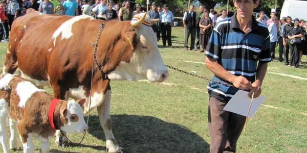 Cea mai frumoasă vacă va fi premiată