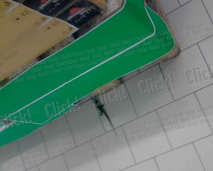 Şopârlă în hipermarketul Real din Craiova. (foto: Mădălin Stanciu)