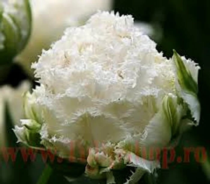 
    Laleaua albă anticipează schimbarea meserieiSursa:Tulipshop.ro  