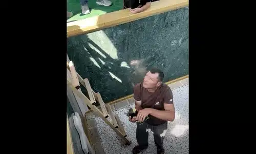 cavou soroca gif gif