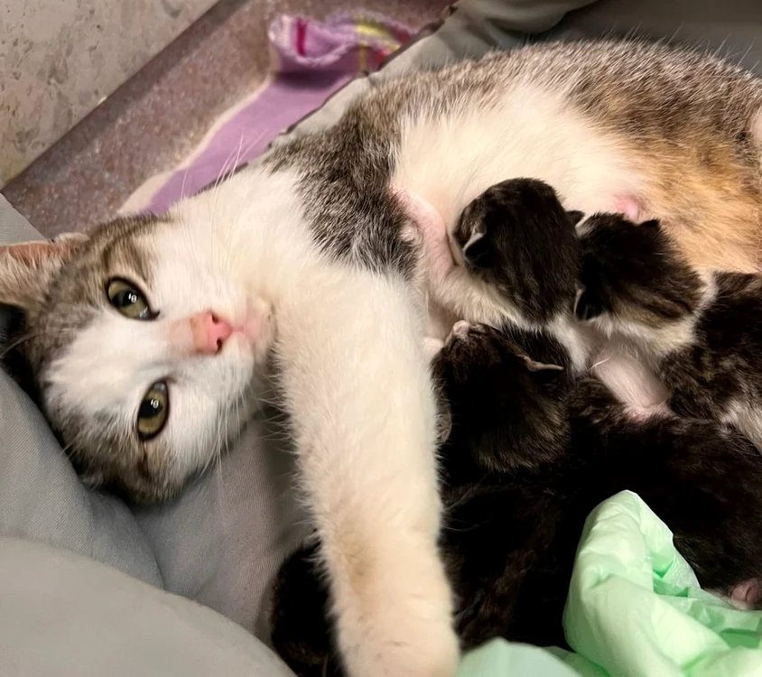 O pisică s-a prezentat singură la spitalul de animale pentru a naște. FOTO Ziarul de Iași