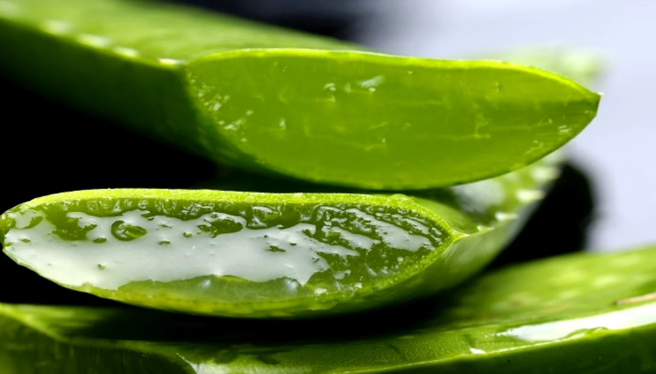 Gelul de aloe vera conţine atât vitamine, cât şi aminoacizi, minerale şi salicilat care acţionează ca un bun antiinflamator.