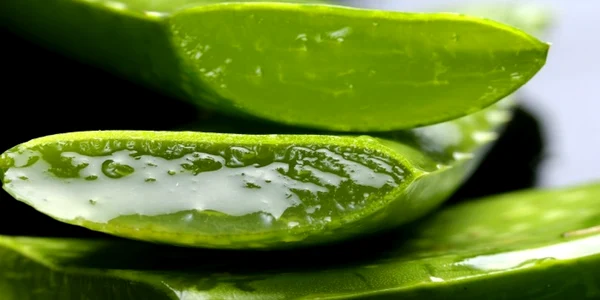 calarasi aloe