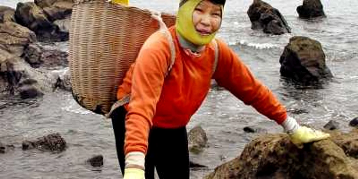 Japonezele Ama se scufundă în căutarea de melci de mare fără a avea un echipament special FOTO AFP