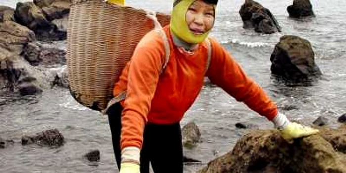 Japonezele Ama se scufundă în căutarea de melci de mare fără a avea un echipament special FOTO AFP