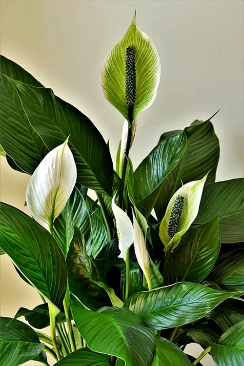 Planta Spathiphyllum / foto: Pixabay