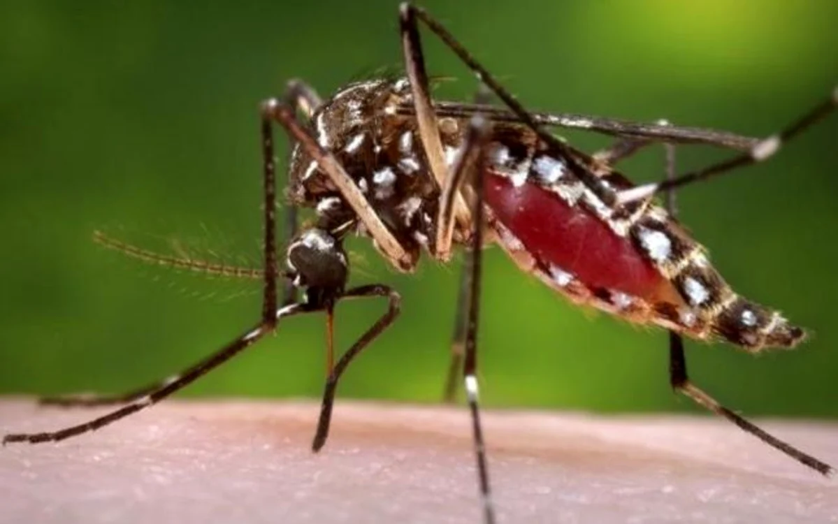 
    Virusul Zika este similar cu febra galbenăwww.clickpentrufemei.ro  