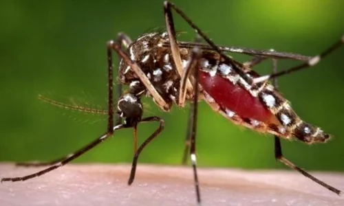 zika jpeg