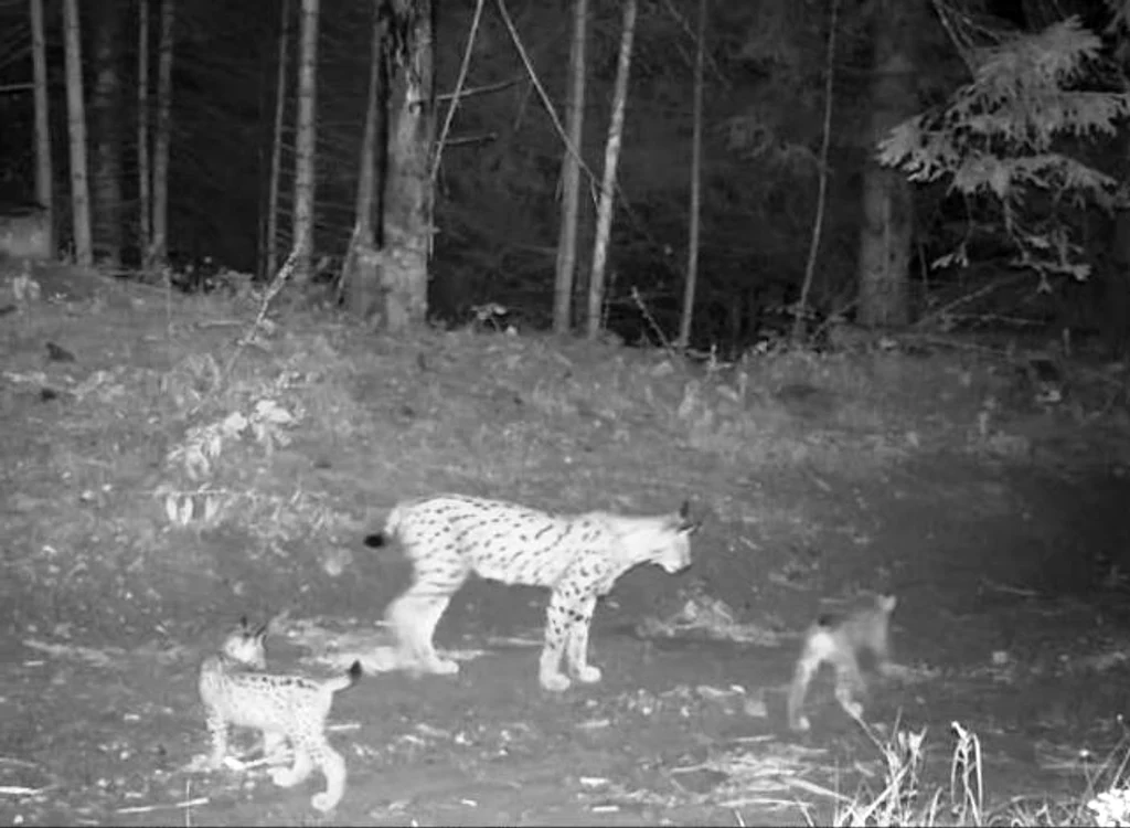 Femela de râs și cei doi pui FOTO: Captură video