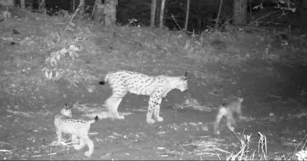 Femelă de râs, surprinsă alături de cei doi pui. „Momente de relaxare și tandrețe” VIDEO