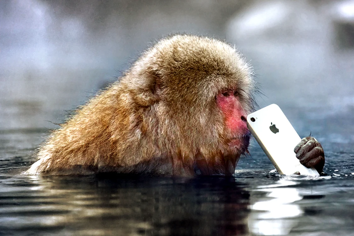 O maimuță obraznică a furat un iPhone de la un turistfoto: Caters