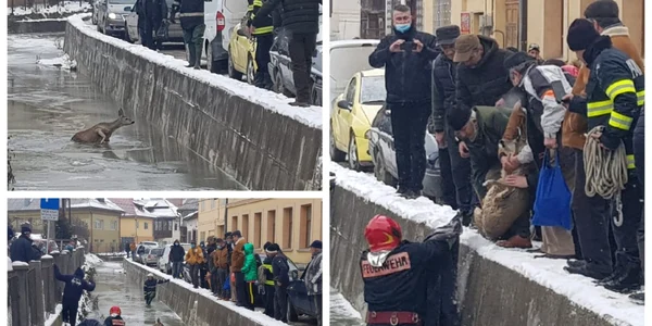 caprioara salvare apuseni