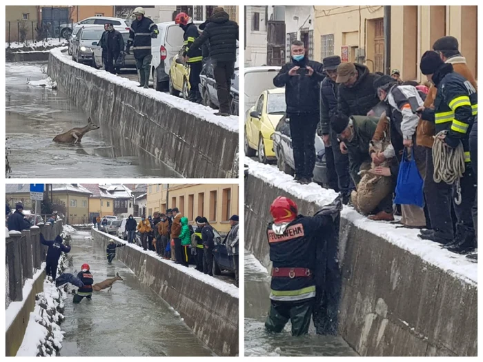 Căprioara a fost scasă din apă de pompieri. Foto: ISU Alba