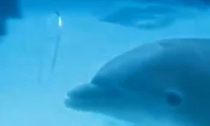 delfini jpeg
