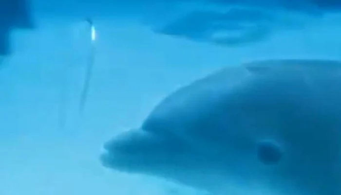 Cum se distrează delfinii între ei