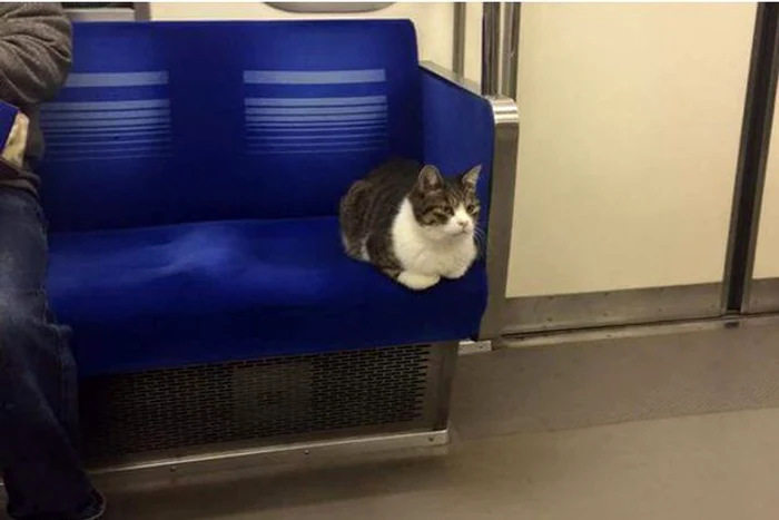 
    O pisică ia în fiecare zi metroul în capitala Japonieifoto: Twitter  