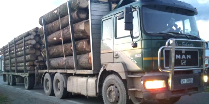Mascații sunt la 156 de locații pentru a demasca o rețea care vindea ilegal lemn