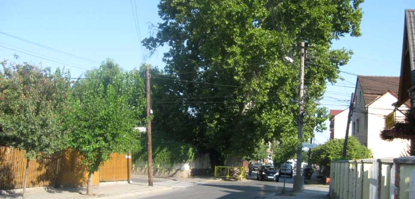 Platanul secular de pe strada Pomiculturii din Timişoara FOTO Ştefan Both