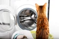 pisica msina de spalat istock jpg