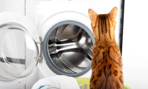 pisica msina de spalat istock jpg