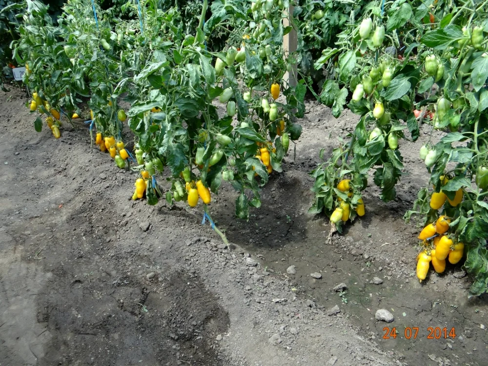 tomate