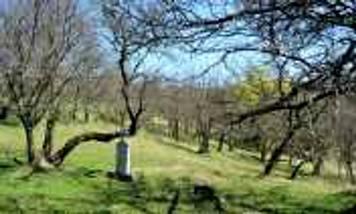 morminte apuseni