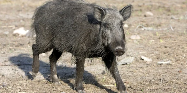 porc