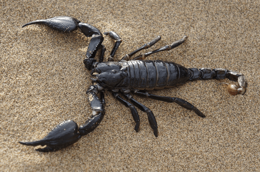O femeie din Iași a ajuns la spital înțepată de un scorpion care se afla printre bananele cumpărate de la un supermarket