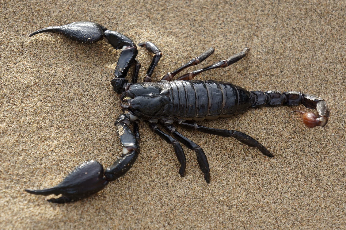 Scorpion jpg