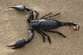 Scorpion jpg