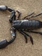 Scorpion jpg