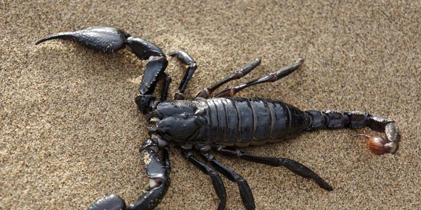 Scorpion jpg