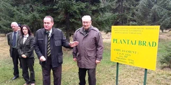 pomi craciun dambovita